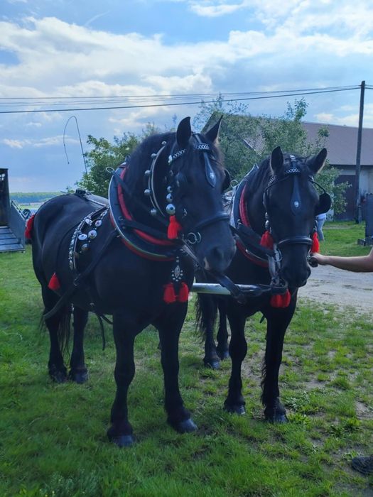 **Klacze kobyły ogiery zimnokrwiste para **