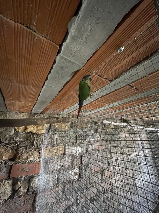 Ceder Pyrrhura macho