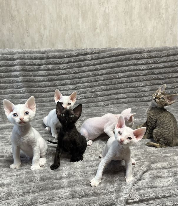 Кошенята Девон рекс/ Devon Rex