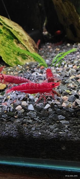 Krewetka RED Sakura