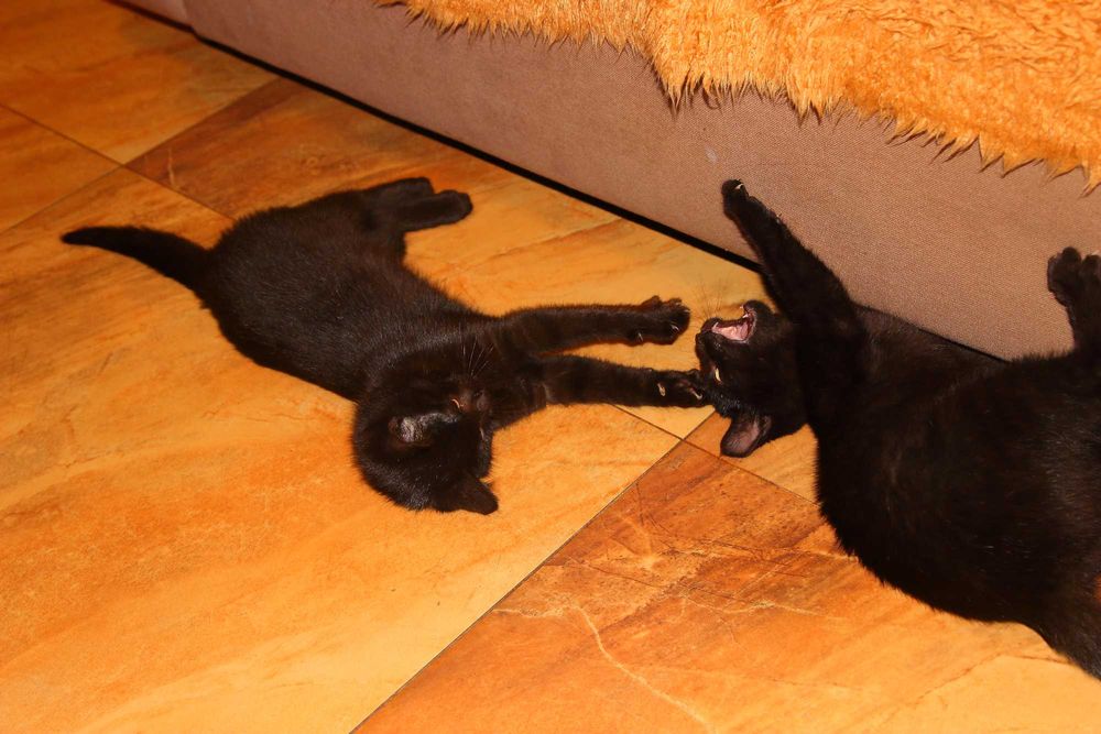 Oddam młode koty w dobre ręce