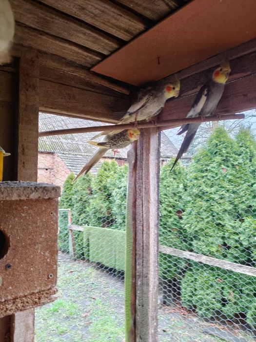 Papugi Nimfy sprzedam