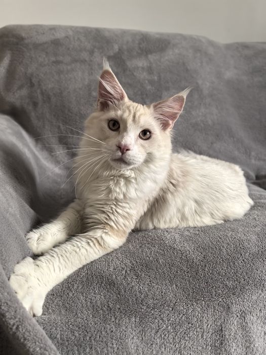 Borys przepiękny kocur Maine Coon shaded  opcja