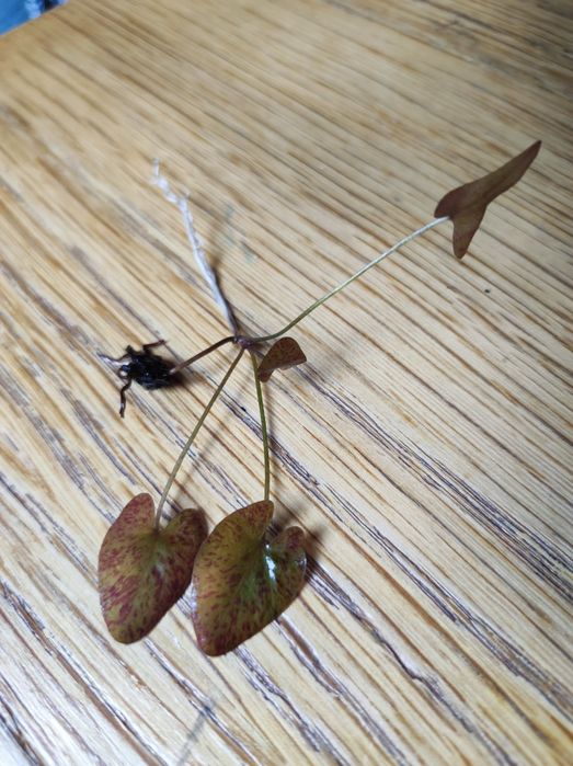 Lotos tygrysi czerwony Tiger lotus Red sadzonka bulwa łodyga ok. 7-8 cm roślina akwariowa