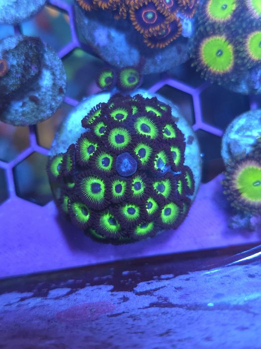 Zoas corais de água salgada