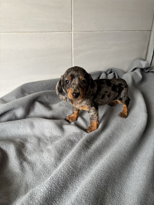 Teckel femea  azul arlequim miniatura