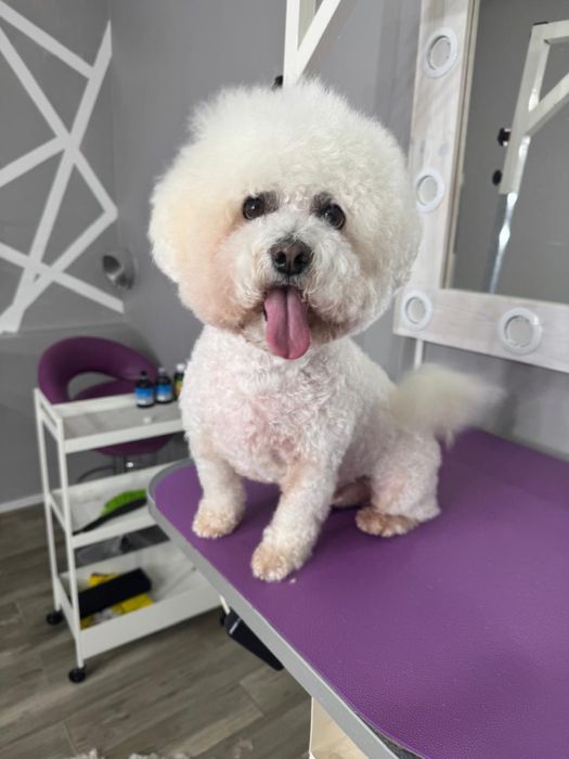 Надаю послуги грумера