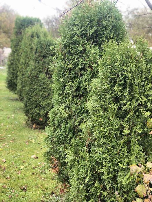 Продам туї та ялинки