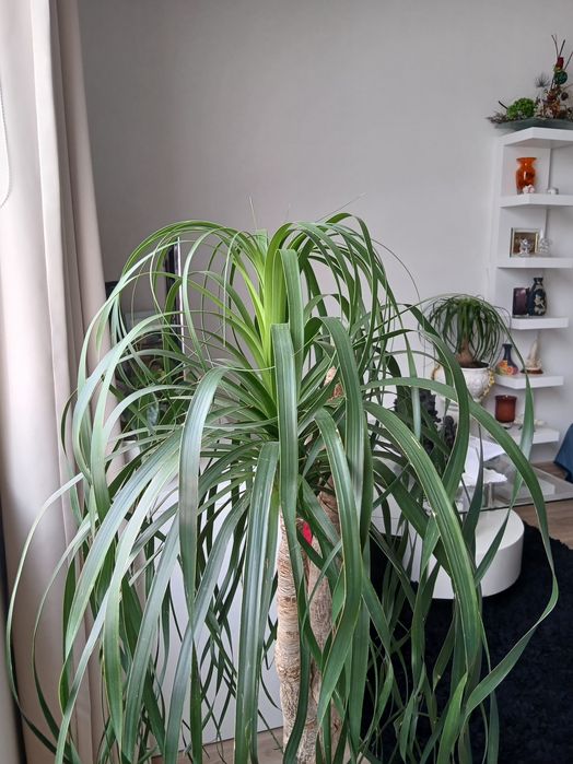 Planta Neolina Beaucarnea gigante e centenária maravilhosa. Bonsai maravilhoso.