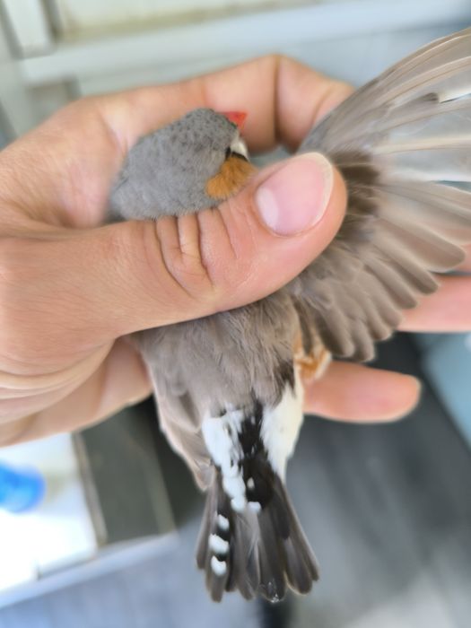 Dimante mandarim de Exposição