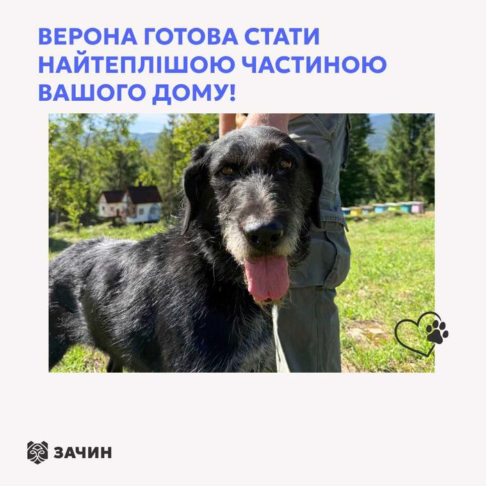 Верона, дратхаар, шукає дім | Центр адопції «Зачин»