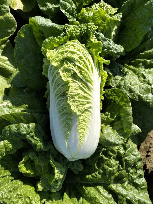 Продам пекінську капусту