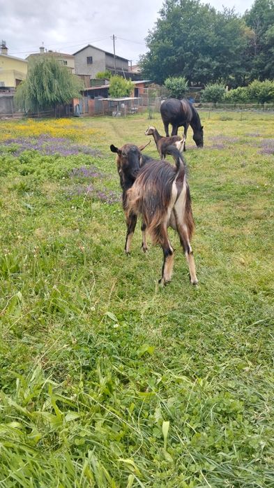 Cabrito com dois anos há procura novo pasto muito meigo adora criancas