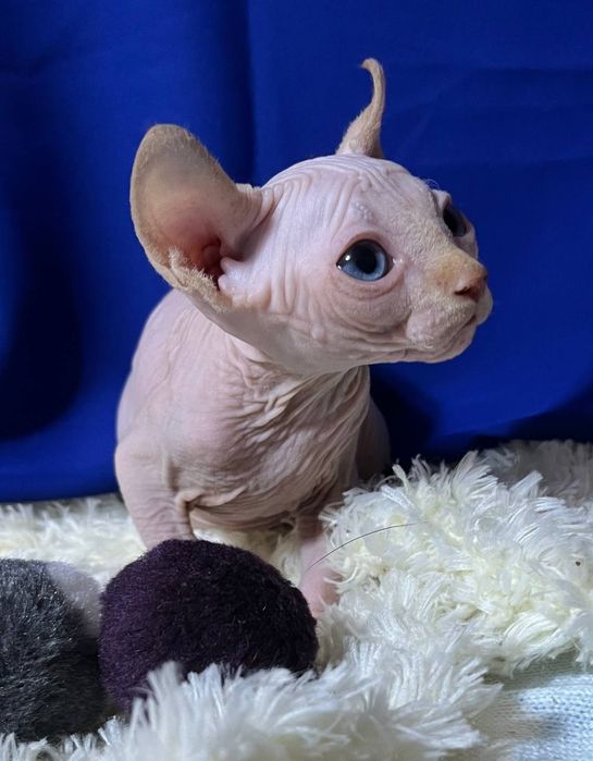 Хлопчик канадський сфінкс ELF