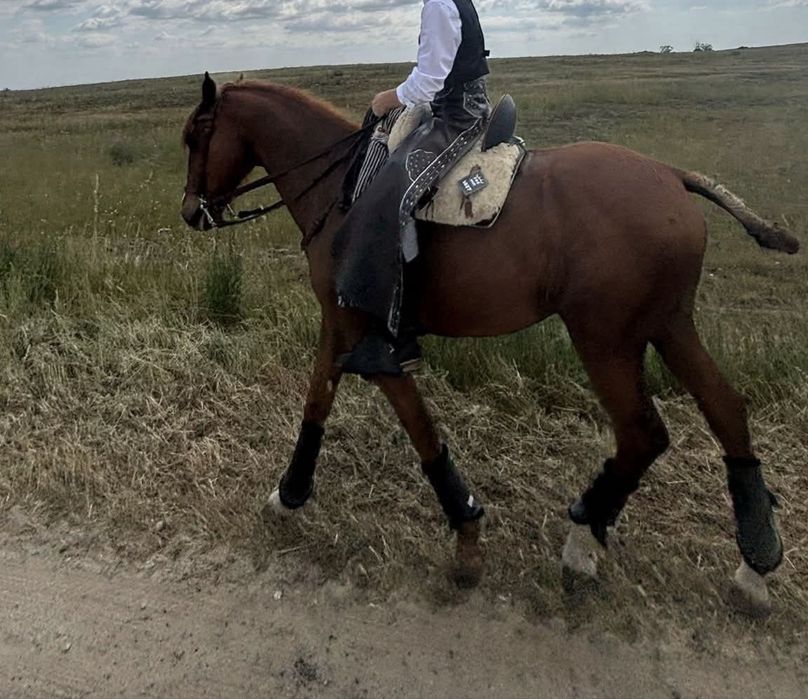 Cavalo Lazaode confiança Bem Montado