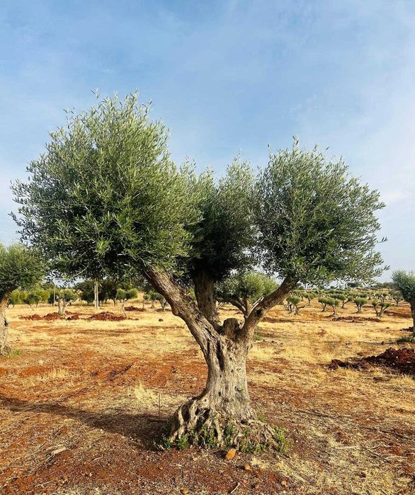 Oliveiras centenárias