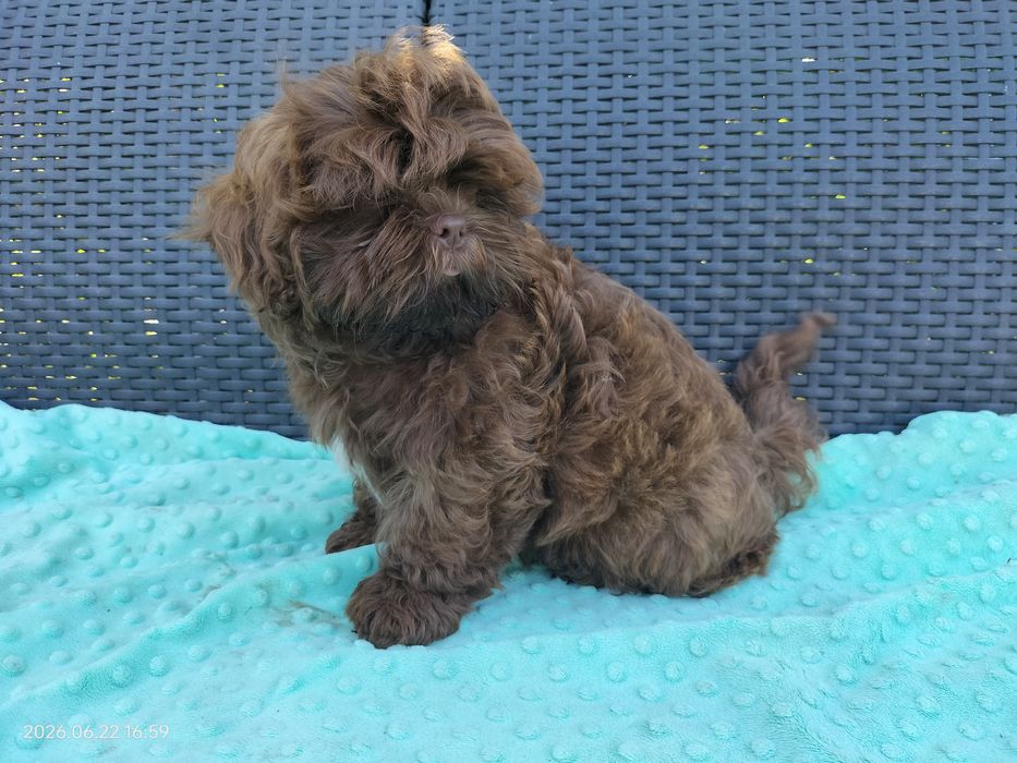 Czekoladowy chłopak Shih Tzu