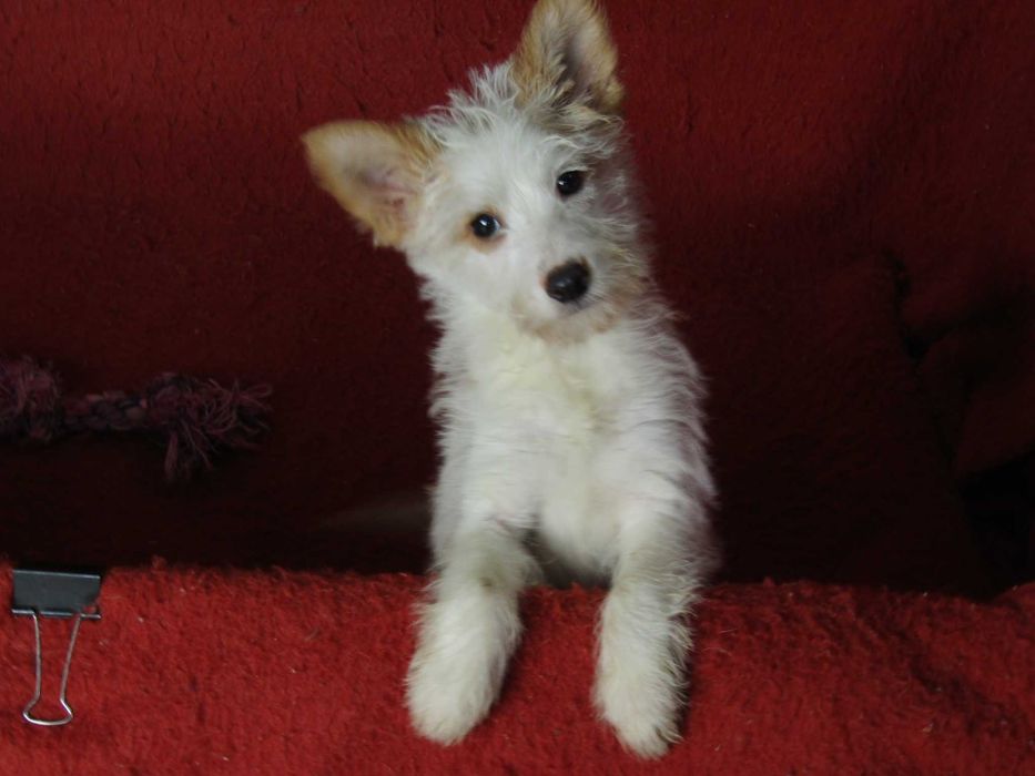 Podengo Português Médio Cerdoso LOP/Pedigree/Afixo