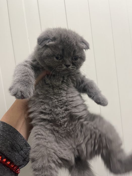 Scottish fold criados em ambiente  familiar