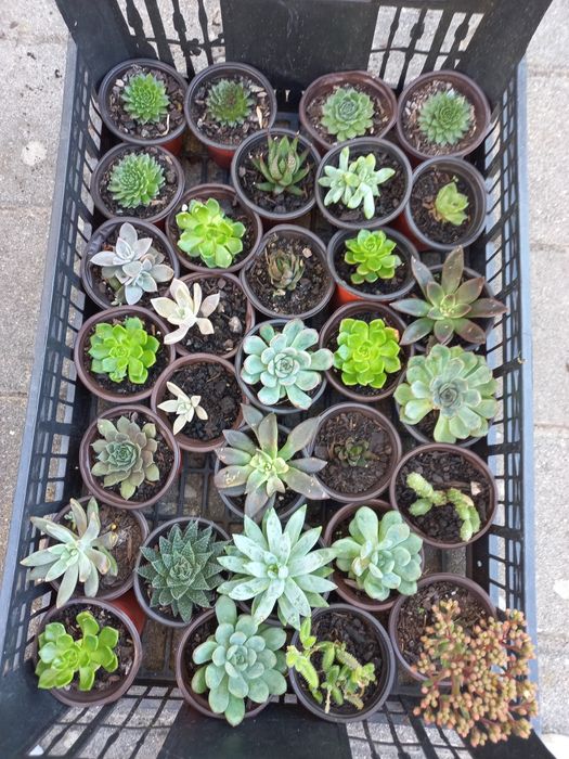 Plantas suculentas mini