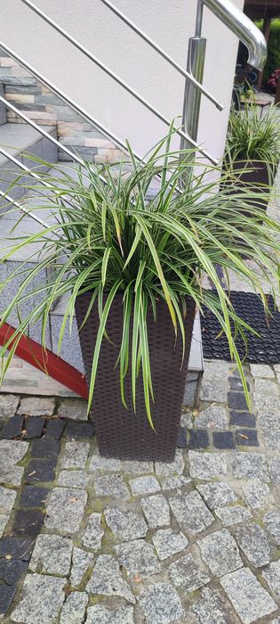 Turzyca trawa zimozielona