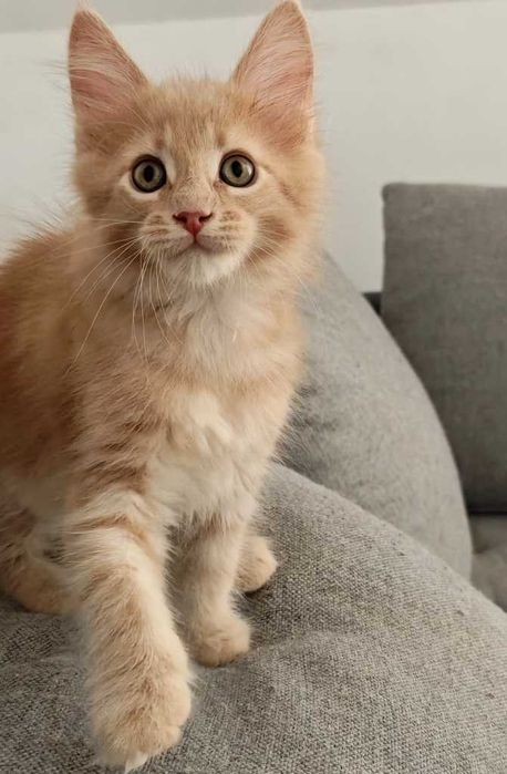 Maine coon koteczka Triana