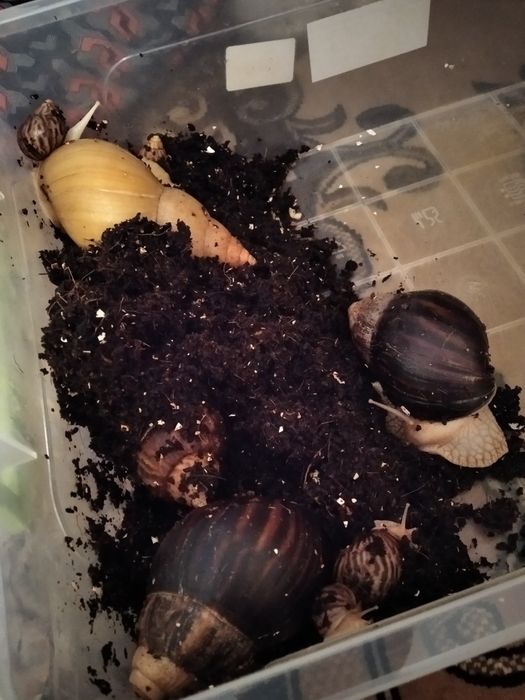 Равлики ахатини улитки