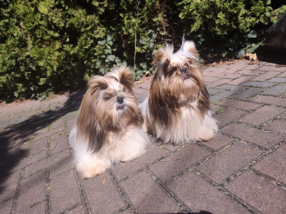 Shih Tzu 7 lat, Chłopiec i dziewczynka