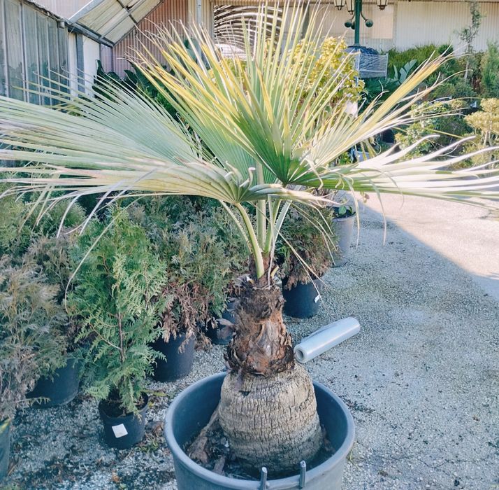 Espetacular palmeira azul mexicana, Brahea armata