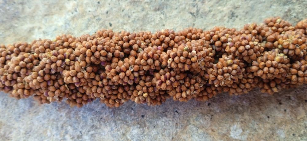 Просо чумиза ...