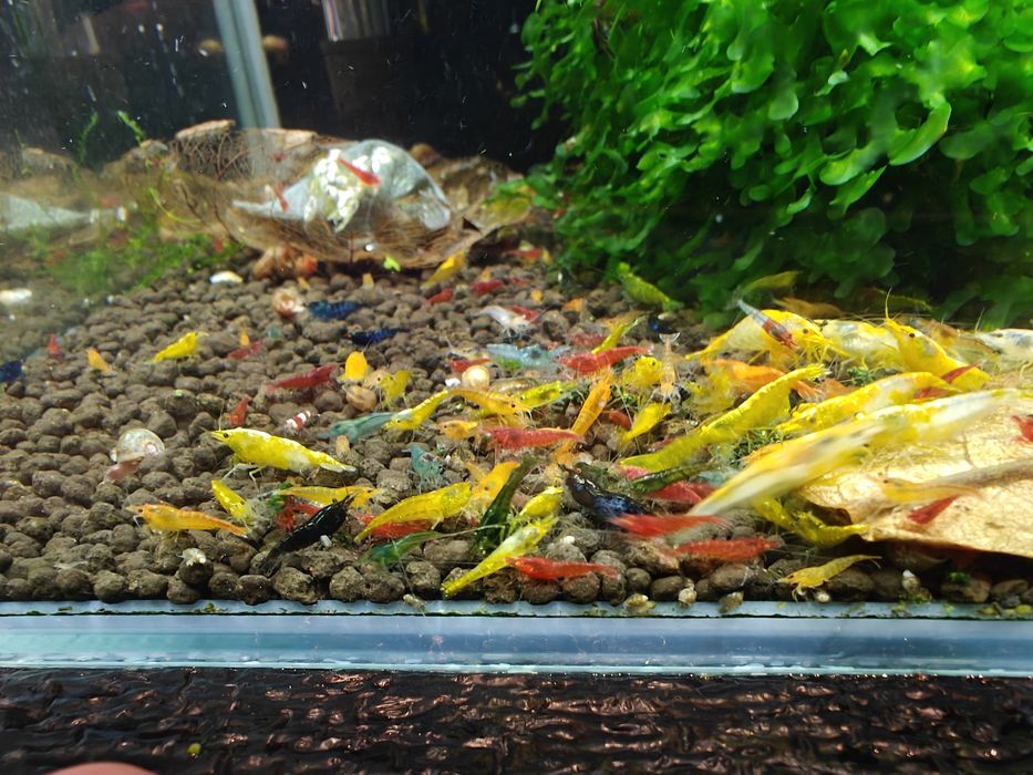 Krewetki Neocaridina MIX - różne kolory