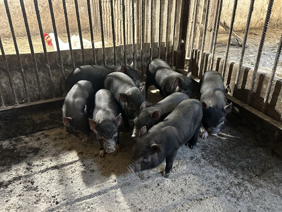 Вʼєтнамські поросята