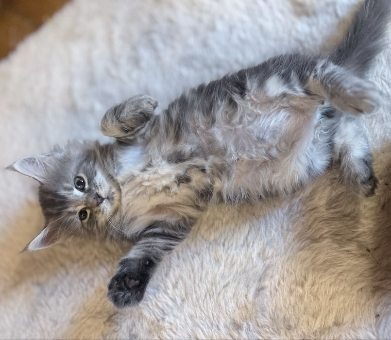 Mercedes Śliczna malutka dziewczynka maine coon