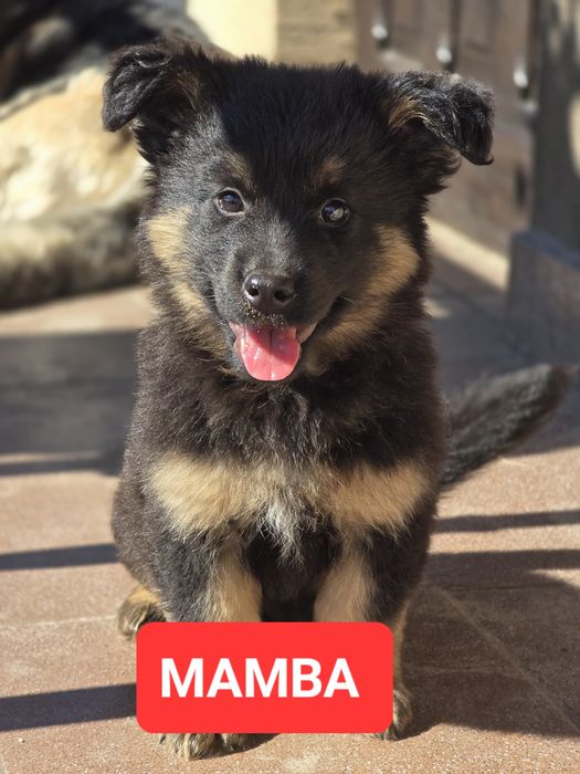 Dziesieciotygodniowa Mamba do adopcji!