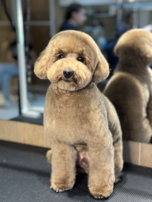 Грумінг на лівому березі