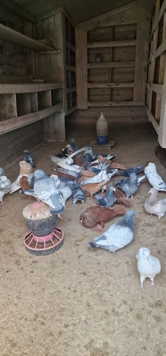 Gołębie stawaki polskie garlacze górnośląskie rysie texanery texaner