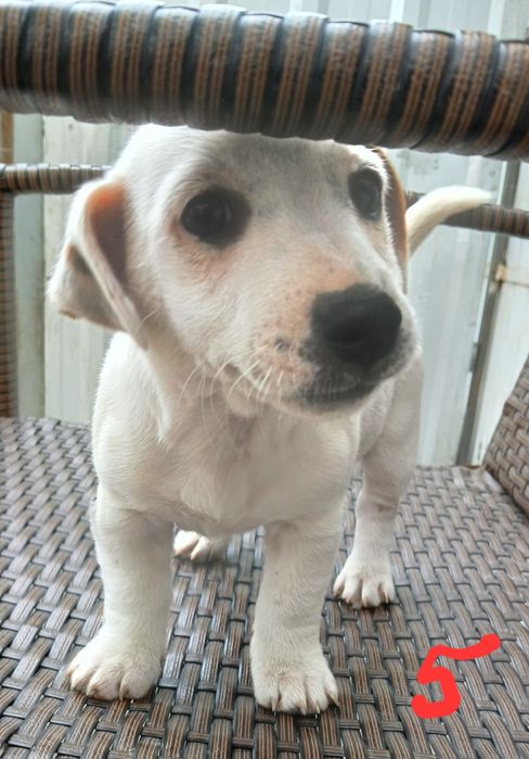 JACK RUSSEL terrier