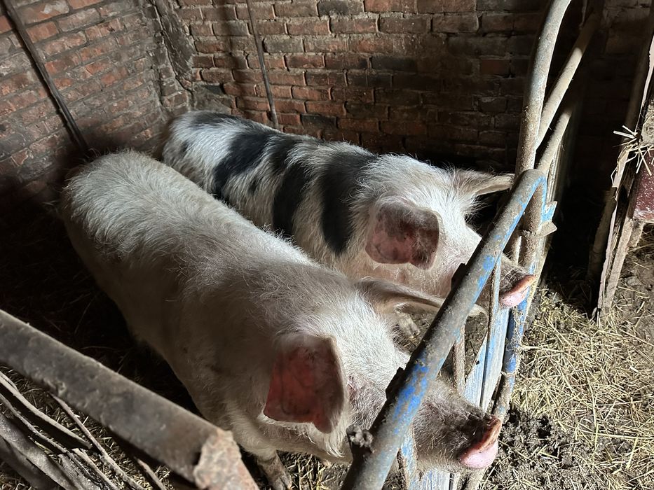 Продам 2 кабана  +- по 180 кг