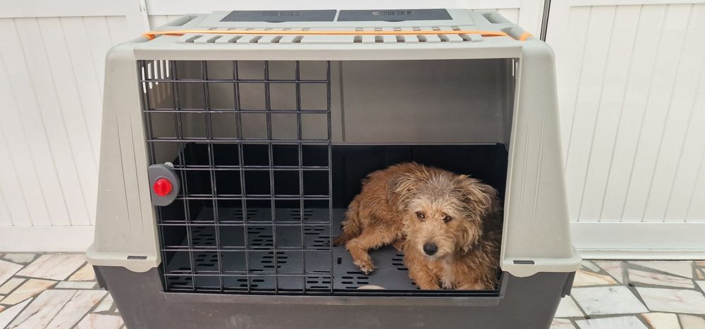 Box de transporte de animais