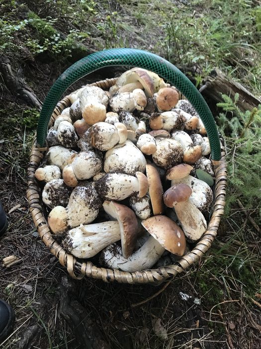 Гриби мариновані і сухі