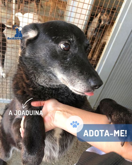 Joaquina - cadela senior para adoção