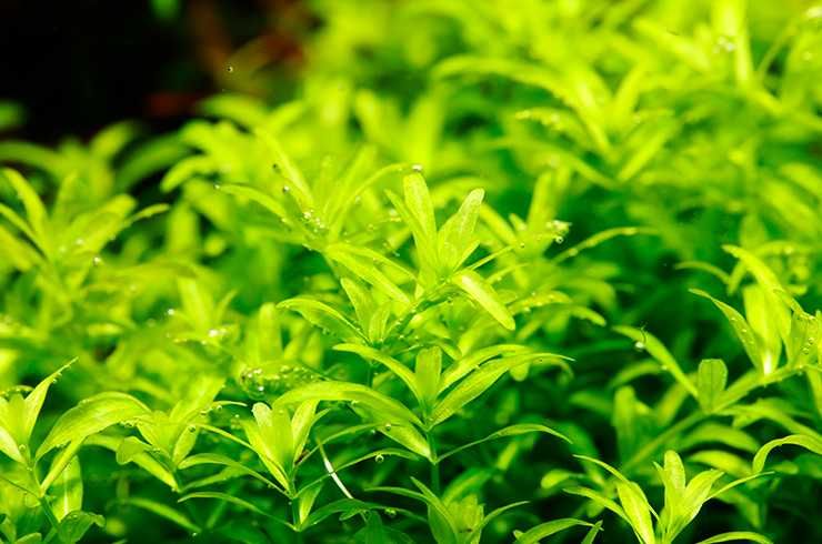 Хемиантус микрантемоидес. Акваріумні рослини