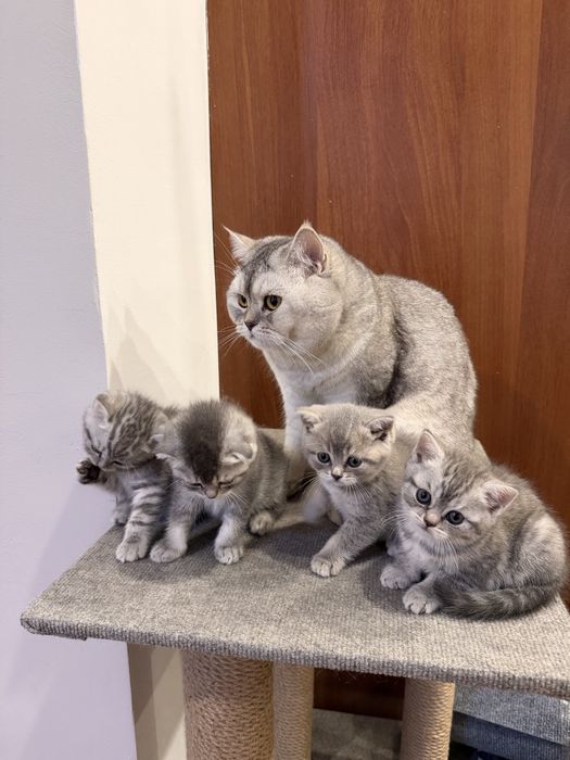 Кошенята шотландські