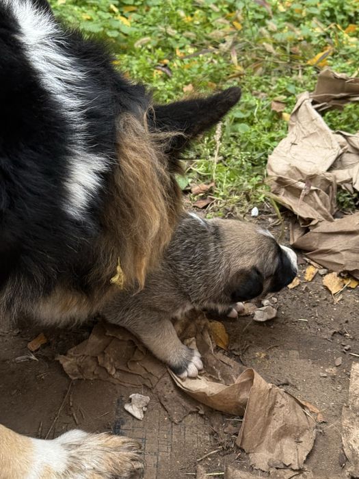 Цуценя в добрі руки, щенки