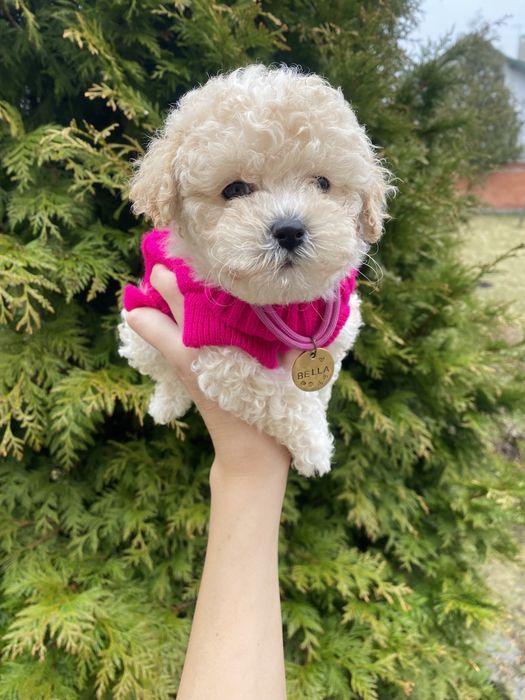 Мальтіпу мікро мальтіпушки