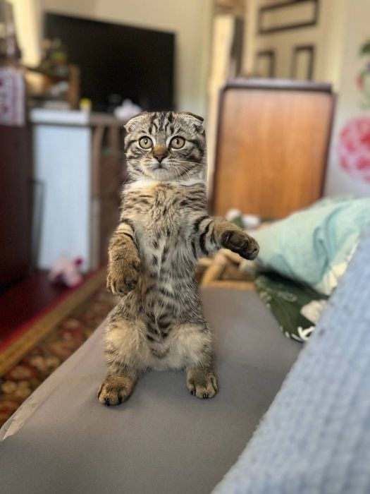 продається котик