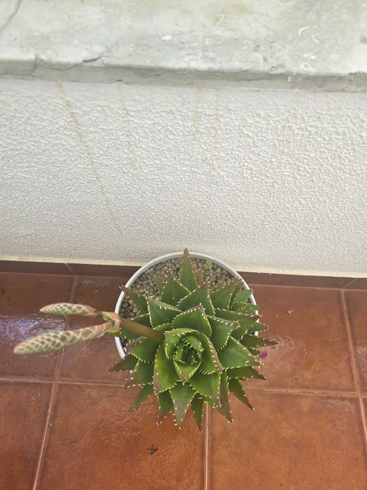 Cato grande com flor em vaso de cerâmica