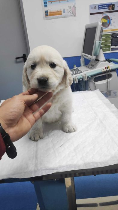 Golden Retriever com LOP e Afixo