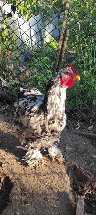 Півник кохінхін мармуровий