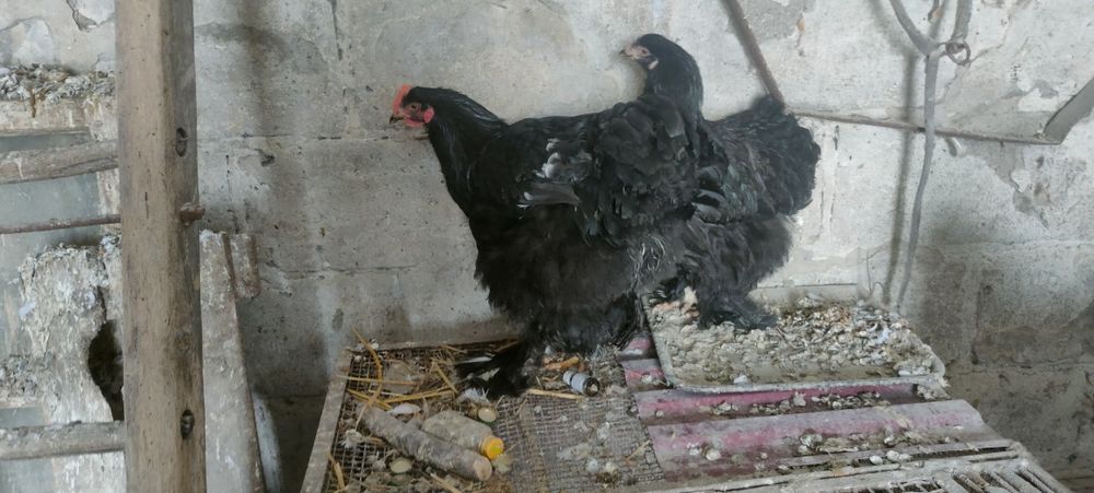 Sprzedam kury i koguty